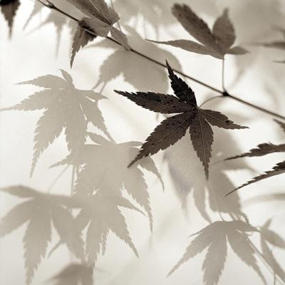 Premium Photographic Print, , small