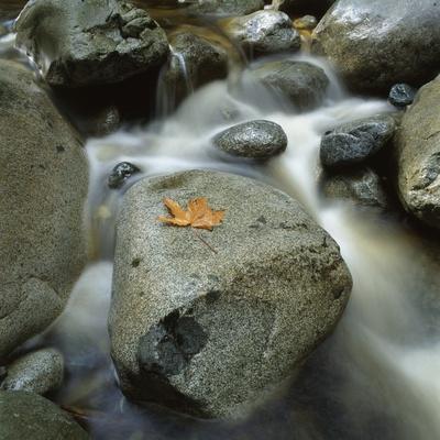 Premium Photographic Print, , small