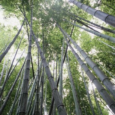 Premium Photographic Print, , small