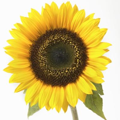 Premium Photographic Print, , small