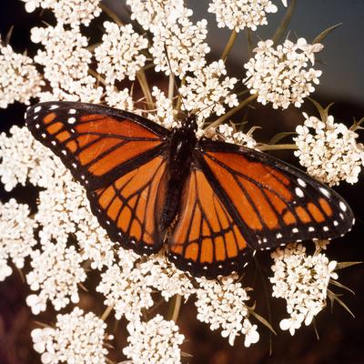 Premium Photographic Print, , small
