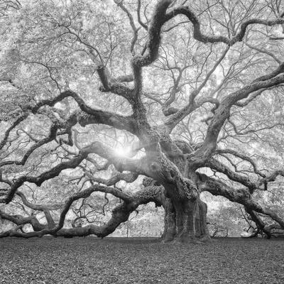 Premium Photographic Print, , small