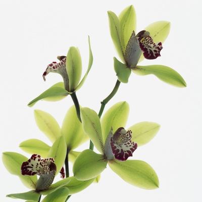 Premium Photographic Print, , small
