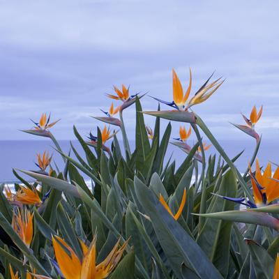 Premium Photographic Print, , small