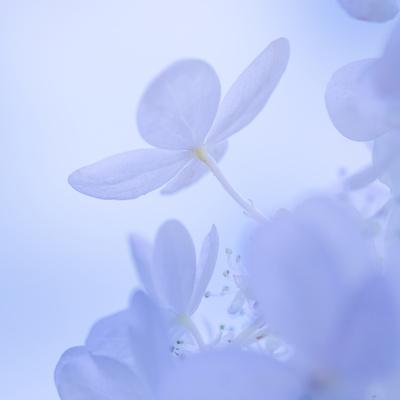Premium Photographic Print, , small
