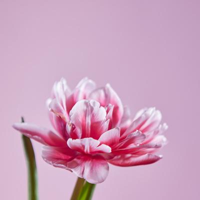 Premium Photographic Print, , small