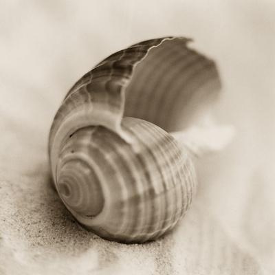 Premium Photographic Print, , small