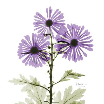 Premium Photographic Print, , small