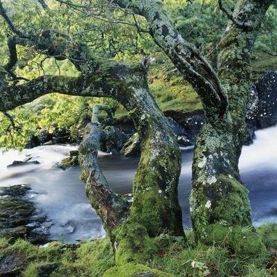 Premium Photographic Print, , small