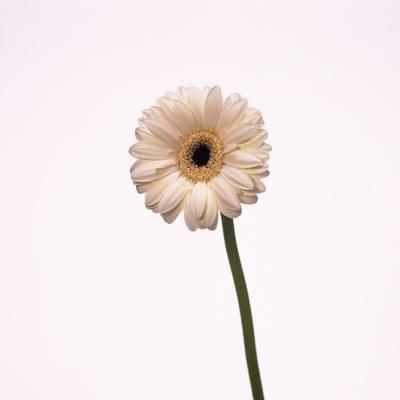 Premium Photographic Print, , small