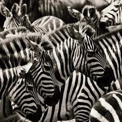 Premium Photographic Print, , small
