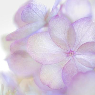 Premium Photographic Print, , small
