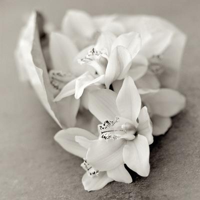 Premium Photographic Print, , small