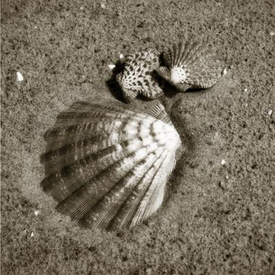 Premium Photographic Print, , small