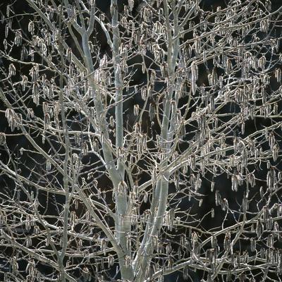 Premium Photographic Print, , small