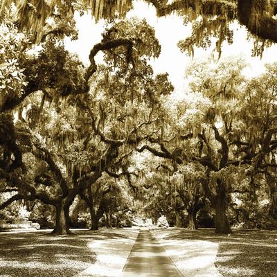 Premium Photographic Print, , small