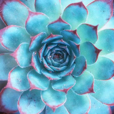 Premium Photographic Print, , small