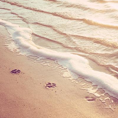 Premium Photographic Print, , small