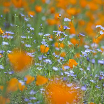 Premium Photographic Print, , small