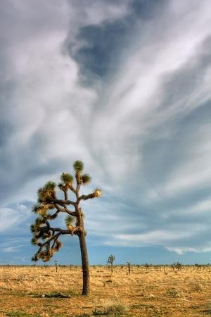 Premium Photographic Print, , small