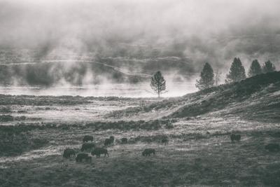 Premium Photographic Print, , small