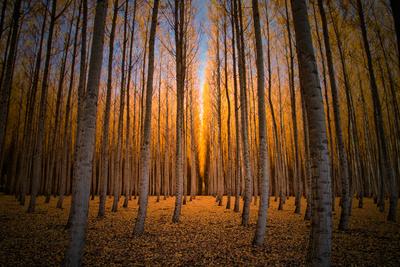Premium Photographic Print, , small