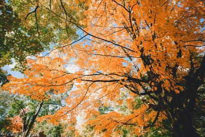Premium Photographic Print, , small