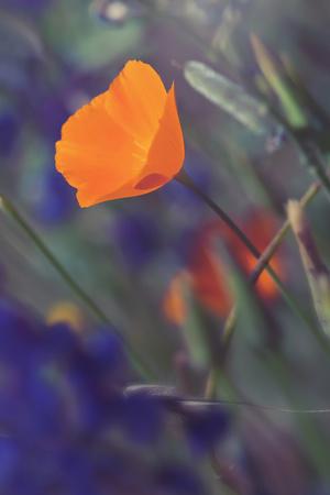 Premium Photographic Print, , small