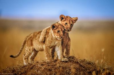 Premium Photographic Print, , small