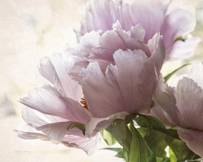 Premium Photographic Print, , small